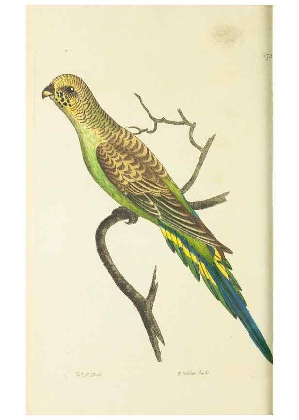Reproducción/Reproduction 29318833966: The naturalist's miscellany, or Coloured figures of natural objects. London :Printed for Nodder & Co.,1789-1813