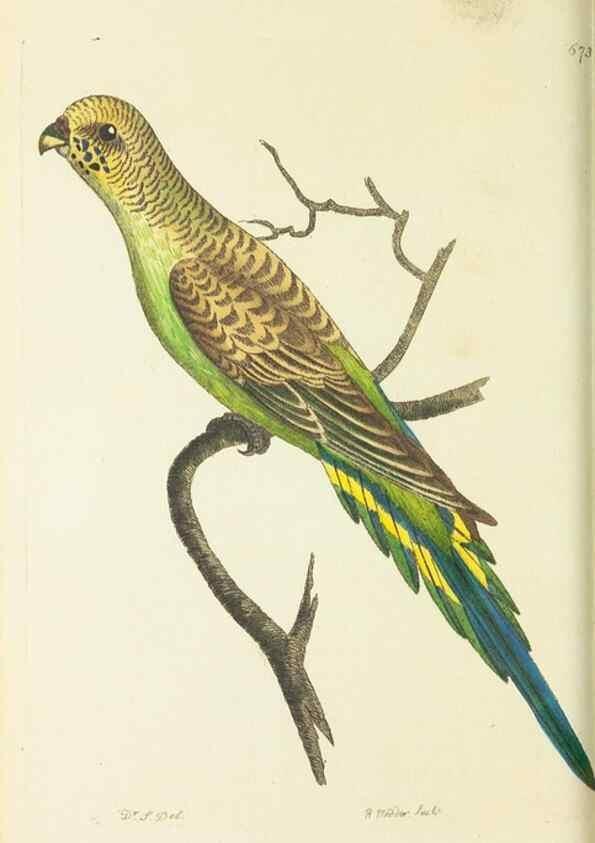 Reproducción/Reproduction 29318833966: The naturalist's miscellany, or Coloured figures of natural objects. London :Printed for Nodder & Co.,1789-1813