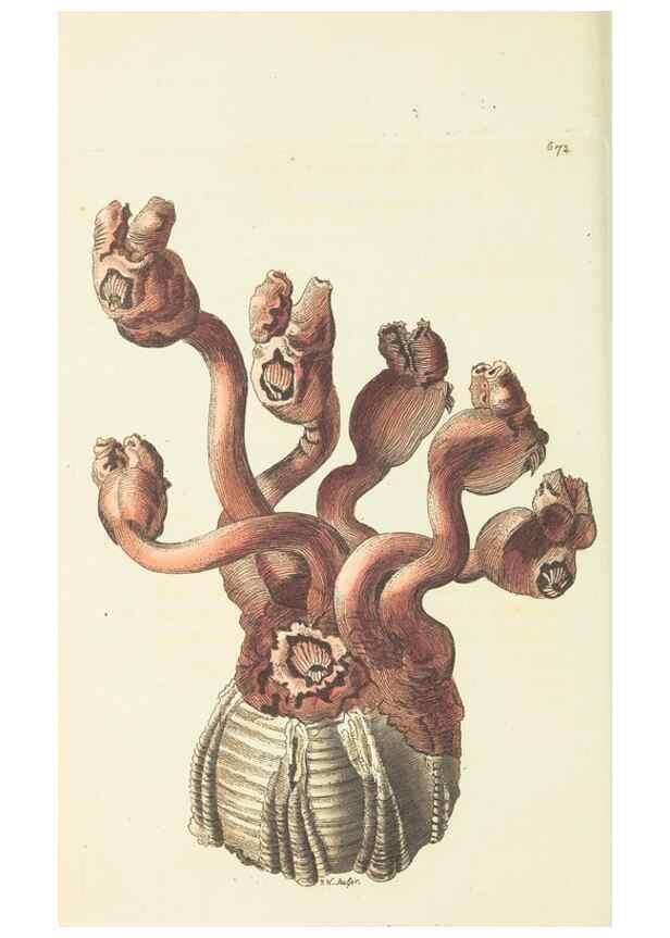 Reproducción/Reproduction 29318831296: The naturalist's miscellany, or Coloured figures of natural objects. London :Printed for Nodder & Co.,1789-1813