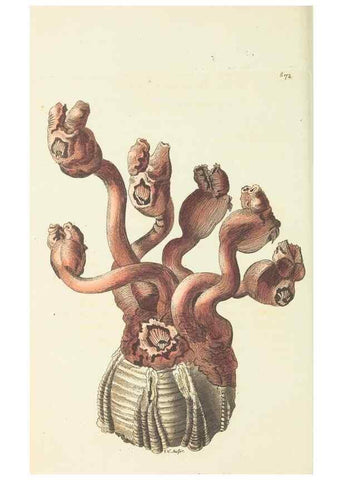 Reproducción/Reproduction 29318831296: The naturalist's miscellany, or Coloured figures of natural objects. London :Printed for Nodder & Co.,1789-1813