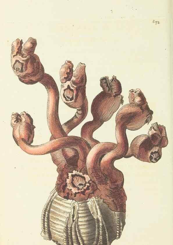 Reproducción/Reproduction 29318831296: The naturalist's miscellany, or Coloured figures of natural objects. London :Printed for Nodder & Co.,1789-1813