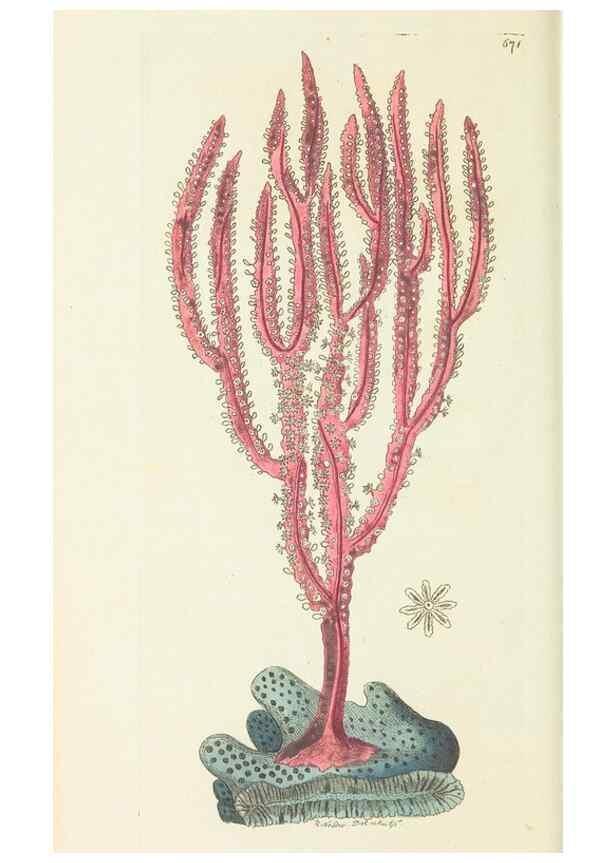 Reproducción/Reproduction 29318826666: The naturalist's miscellany, or Coloured figures of natural objects. London :Printed for Nodder & Co.,1789-1813