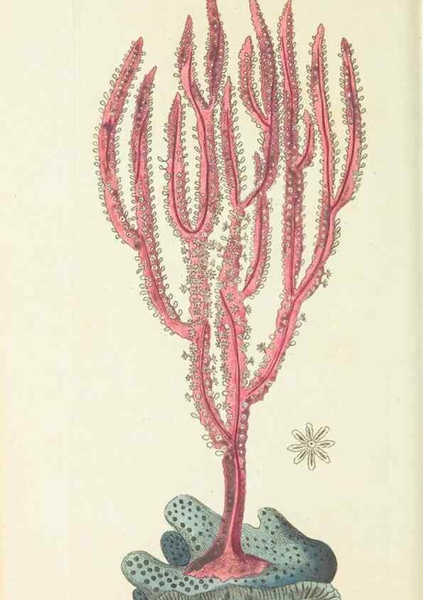Reproducción/Reproduction 29318826666: The naturalist's miscellany, or Coloured figures of natural objects. London :Printed for Nodder & Co.,1789-1813
