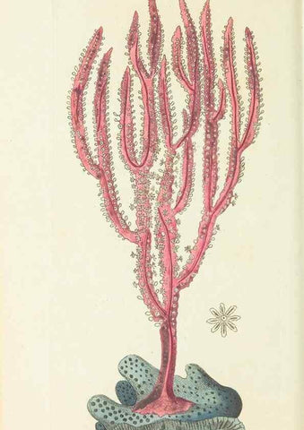 Reproducción/Reproduction 29318826666: The naturalist's miscellany, or Coloured figures of natural objects. London :Printed for Nodder & Co.,1789-1813