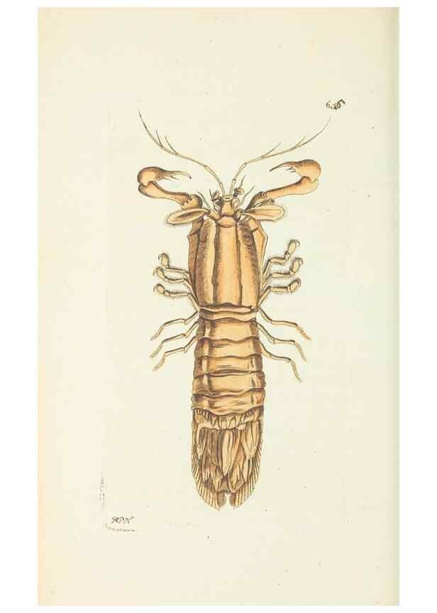 Reproducción/Reproduction 29352011005: The naturalist's miscellany, or Coloured figures of natural objects. London :Printed for Nodder & Co.,1789-1813