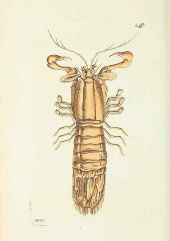 Reproducción/Reproduction 29352011005: The naturalist's miscellany, or Coloured figures of natural objects. London :Printed for Nodder & Co.,1789-1813