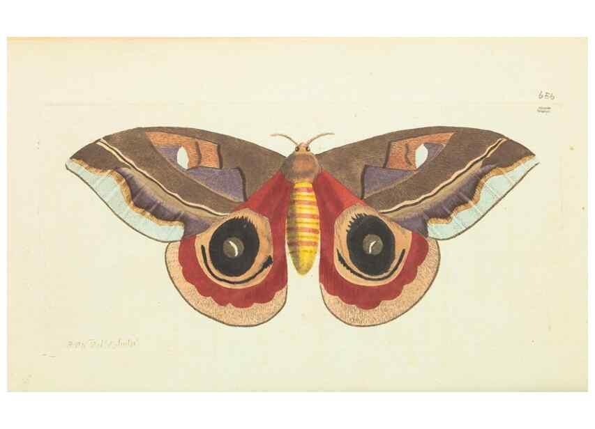 Reproducción/Reproduction 28728994424: The naturalist's miscellany, or Coloured figures of natural objects. London :Printed for Nodder & Co.,1789-1813