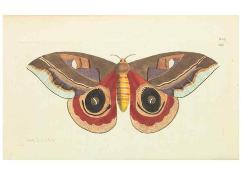 Reproducción/Reproduction 28728994424: The naturalist's miscellany, or Coloured figures of natural objects. London :Printed for Nodder & Co.,1789-1813