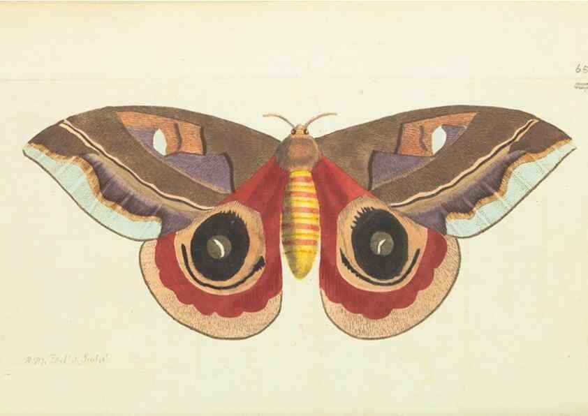 Reproducción/Reproduction 28728994424: The naturalist's miscellany, or Coloured figures of natural objects. London :Printed for Nodder & Co.,1789-1813