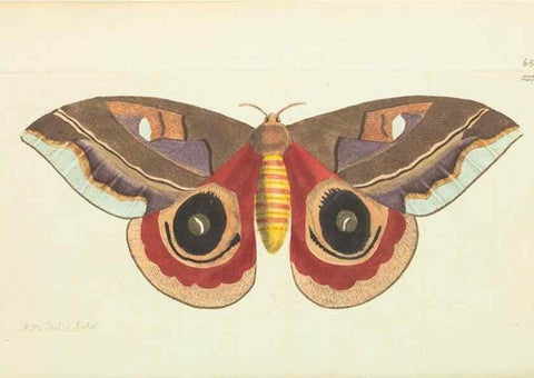 Reproducción/Reproduction 28728994424: The naturalist's miscellany, or Coloured figures of natural objects. London :Printed for Nodder & Co.,1789-1813
