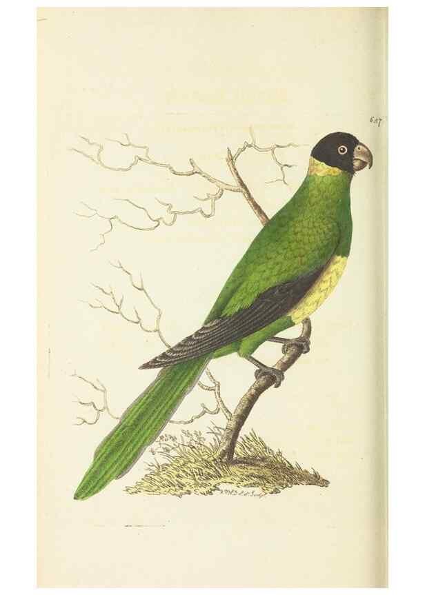 Reproducción/Reproduction 29273583591: The naturalist's miscellany, or Coloured figures of natural objects. London :Printed for Nodder & Co.,1789-1813