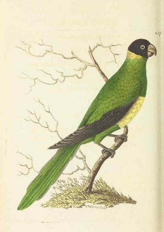 Reproducción/Reproduction 29273583591: The naturalist's miscellany, or Coloured figures of natural objects. London :Printed for Nodder & Co.,1789-1813