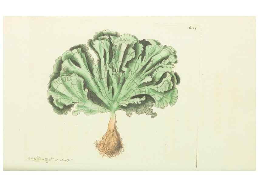 Reproducción/Reproduction 28729003464: The naturalist's miscellany, or Coloured figures of natural objects. London :Printed for Nodder & Co.,1789-1813