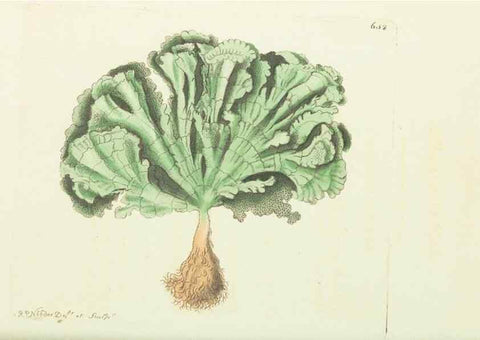 Reproducción/Reproduction 28729003464: The naturalist's miscellany, or Coloured figures of natural objects. London :Printed for Nodder & Co.,1789-1813