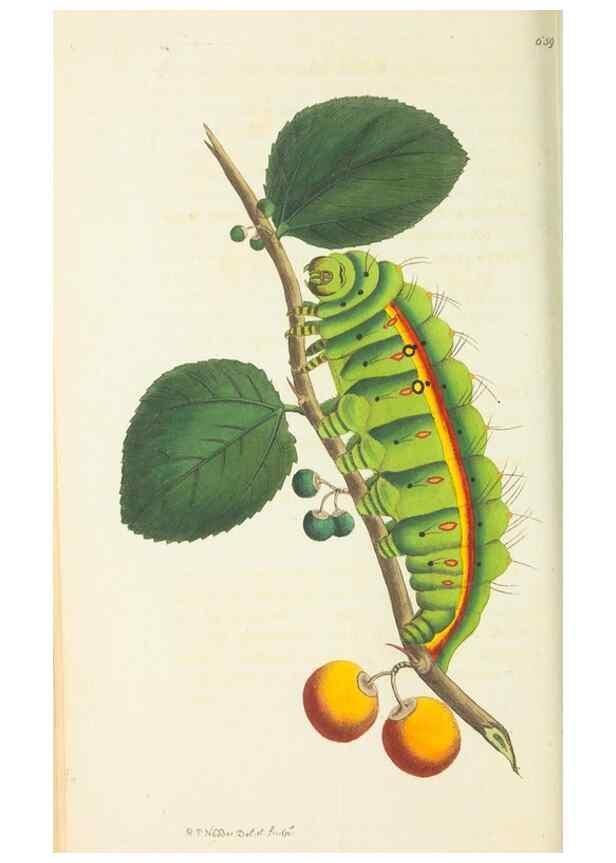 Reproducción/Reproduction 29273589951: The naturalist's miscellany, or Coloured figures of natural objects. London :Printed for Nodder & Co.,1789-1813