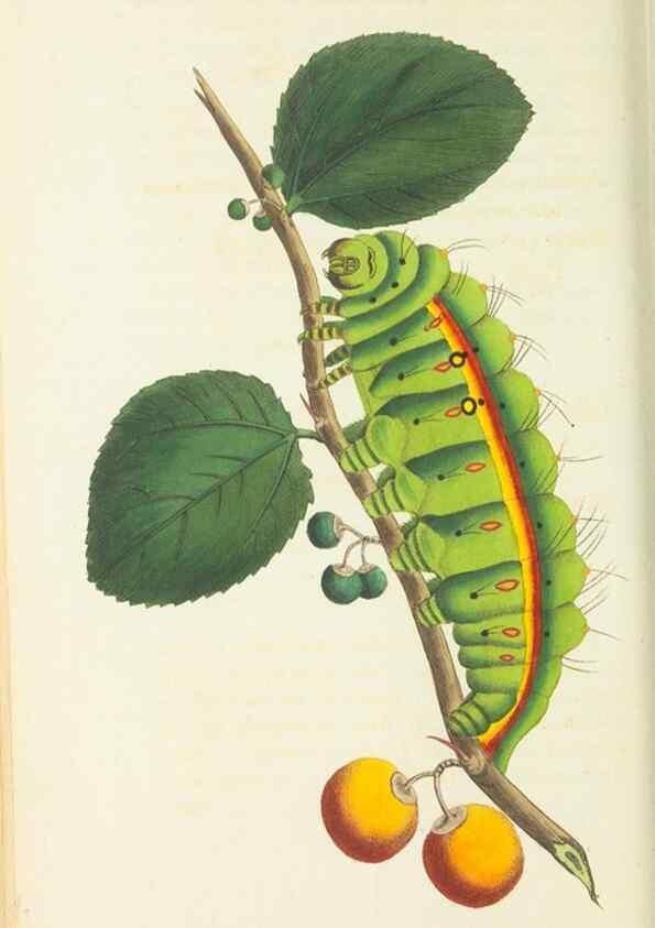 Reproducción/Reproduction 29273589951: The naturalist's miscellany, or Coloured figures of natural objects. London :Printed for Nodder & Co.,1789-1813