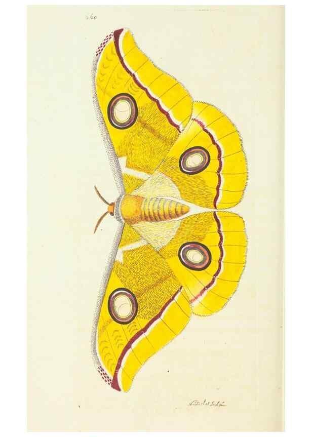 Reproducción/Reproduction 29244270862: The naturalist's miscellany, or Coloured figures of natural objects. London :Printed for Nodder & Co.,1789-1813