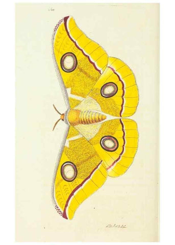 Reproducción/Reproduction 29244270862: The naturalist's miscellany, or Coloured figures of natural objects. London :Printed for Nodder & Co.,1789-1813