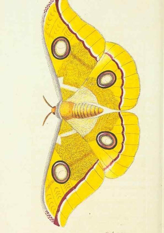 Reproducción/Reproduction 29244270862: The naturalist's miscellany, or Coloured figures of natural objects. London :Printed for Nodder & Co.,1789-1813