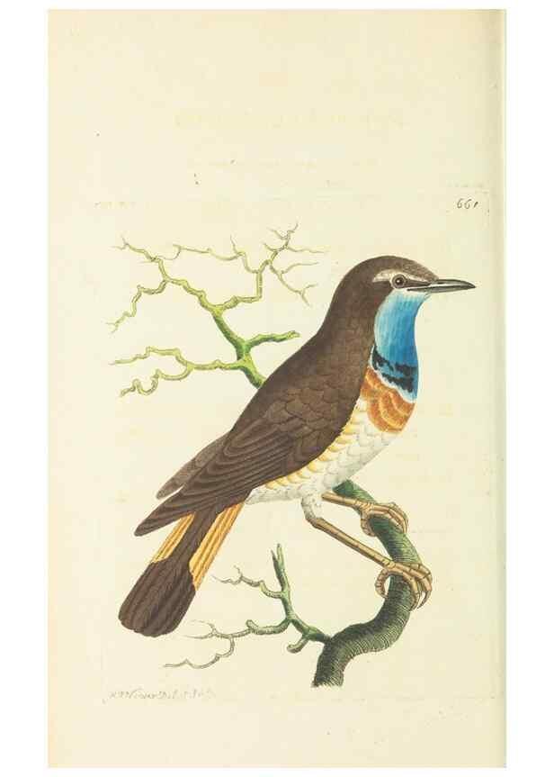 Reproducción/Reproduction 28731053413: The naturalist's miscellany, or Coloured figures of natural objects. London :Printed for Nodder & Co.,1789-1813