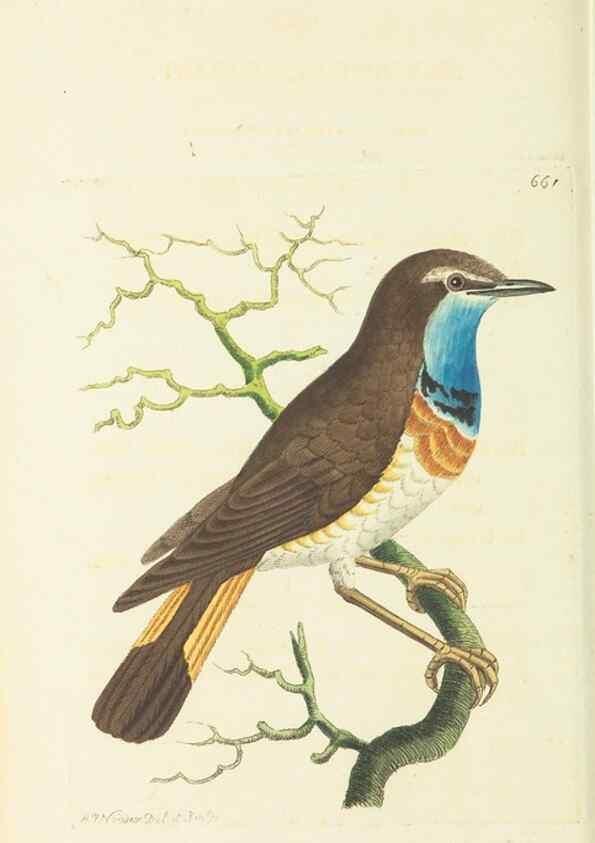 Reproducción/Reproduction 28731053413: The naturalist's miscellany, or Coloured figures of natural objects. London :Printed for Nodder & Co.,1789-1813