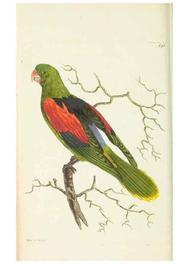 Reproducción/Reproduction 28728985134: The naturalist's miscellany, or Coloured figures of natural objects. London :Printed for Nodder & Co.,1789-1813