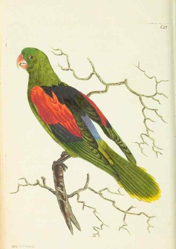 Reproducción/Reproduction 28728985134: The naturalist's miscellany, or Coloured figures of natural objects. London :Printed for Nodder & Co.,1789-1813
