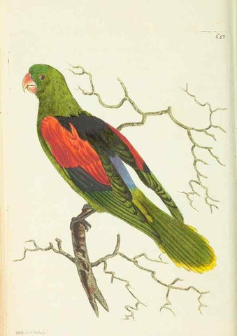 Reproducción/Reproduction 28728985134: The naturalist's miscellany, or Coloured figures of natural objects. London :Printed for Nodder & Co.,1789-1813