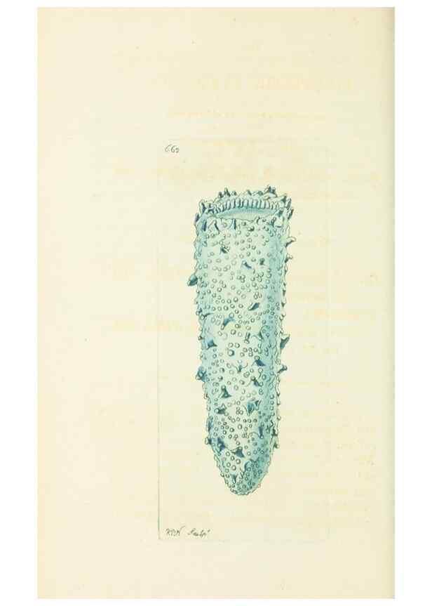 Reproducción/Reproduction 28729024954: The naturalist's miscellany, or Coloured figures of natural objects. London :Printed for Nodder & Co.,1789-1813
