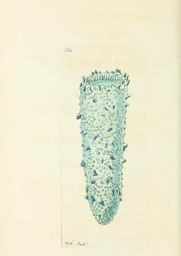 Reproducción/Reproduction 28729024954: The naturalist's miscellany, or Coloured figures of natural objects. London :Printed for Nodder & Co.,1789-1813