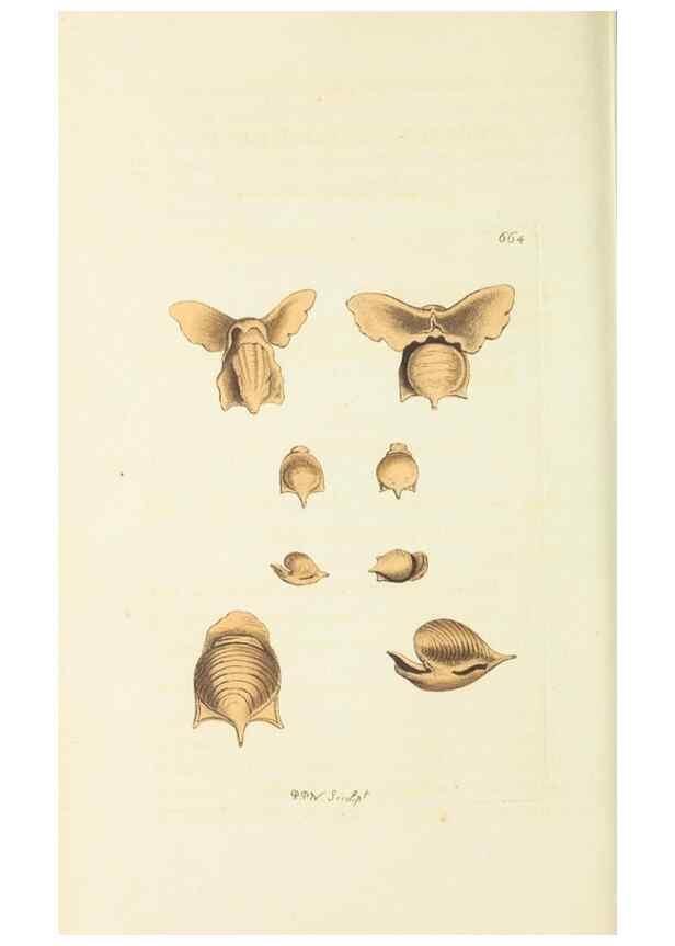 Reproducción/Reproduction 28729032774: The naturalist's miscellany, or Coloured figures of natural objects. London :Printed for Nodder & Co.,1789-1813