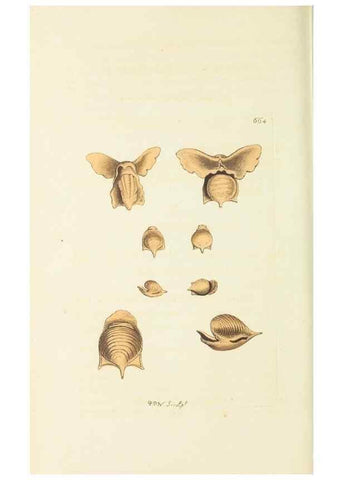 Reproducción/Reproduction 28729032774: The naturalist's miscellany, or Coloured figures of natural objects. London :Printed for Nodder & Co.,1789-1813