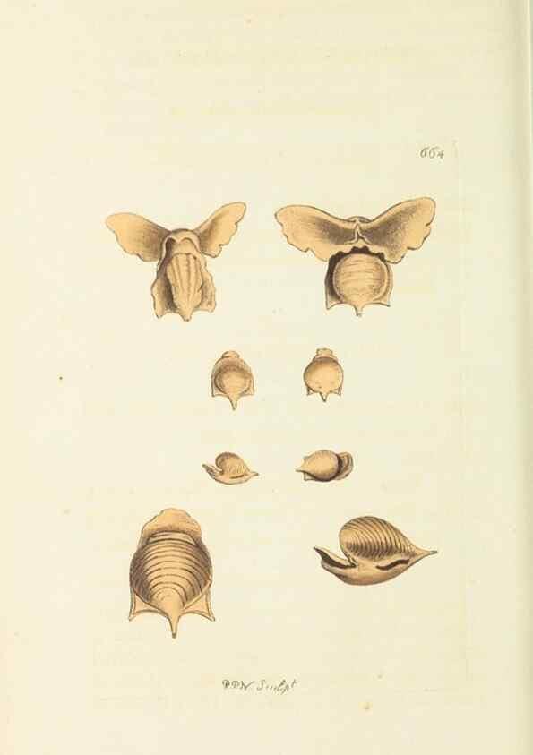 Reproducción/Reproduction 28729032774: The naturalist's miscellany, or Coloured figures of natural objects. London :Printed for Nodder & Co.,1789-1813