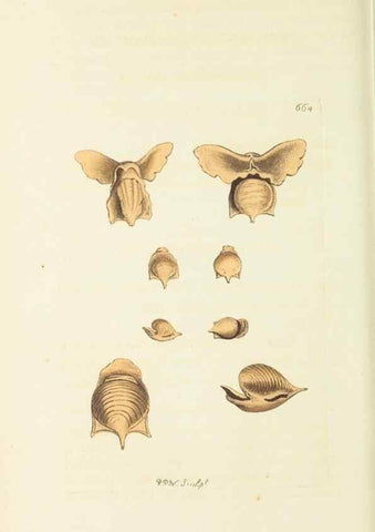 Reproducción/Reproduction 28729032774: The naturalist's miscellany, or Coloured figures of natural objects. London :Printed for Nodder & Co.,1789-1813