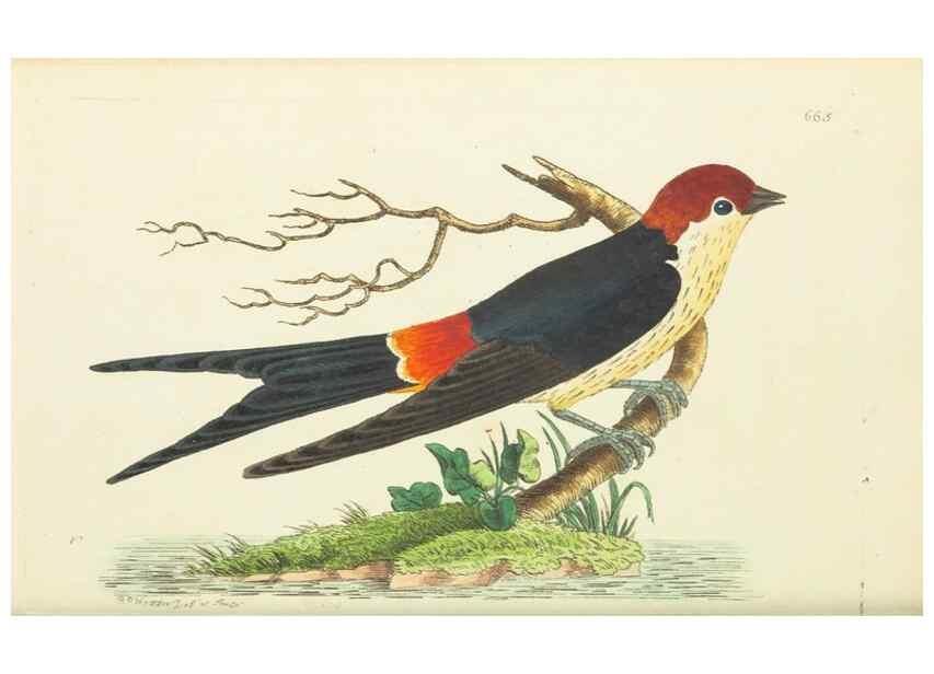 Reproducción/Reproduction 29318800886: The naturalist's miscellany, or Coloured figures of natural objects. London :Printed for Nodder & Co.,1789-1813