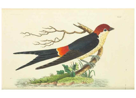 Reproducción/Reproduction 29318800886: The naturalist's miscellany, or Coloured figures of natural objects. London :Printed for Nodder & Co.,1789-1813