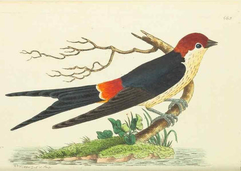 Reproducción/Reproduction 29318800886: The naturalist's miscellany, or Coloured figures of natural objects. London :Printed for Nodder & Co.,1789-1813
