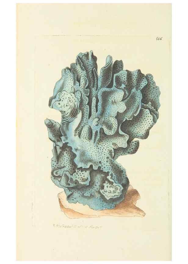Reproducción/Reproduction 28731061083: The naturalist's miscellany, or Coloured figures of natural objects. London :Printed for Nodder & Co.,1789-1813