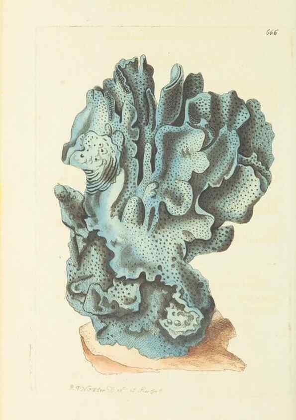 Reproducción/Reproduction 28731061083: The naturalist's miscellany, or Coloured figures of natural objects. London :Printed for Nodder & Co.,1789-1813
