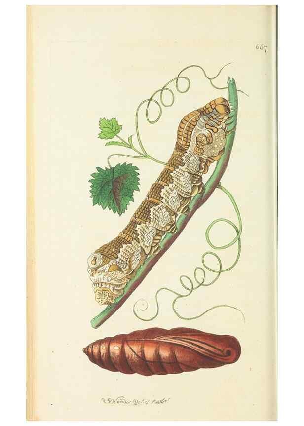 Reproducción/Reproduction 29318808846: The naturalist's miscellany, or Coloured figures of natural objects. London :Printed for Nodder & Co.,1789-1813