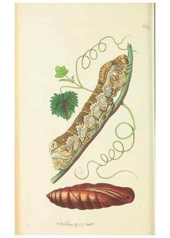 Reproducción/Reproduction 29318808846: The naturalist's miscellany, or Coloured figures of natural objects. London :Printed for Nodder & Co.,1789-1813