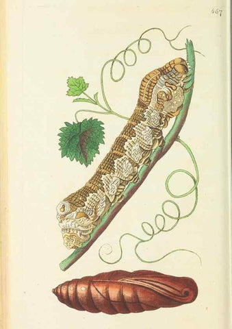 Reproducción/Reproduction 29318808846: The naturalist's miscellany, or Coloured figures of natural objects. London :Printed for Nodder & Co.,1789-1813
