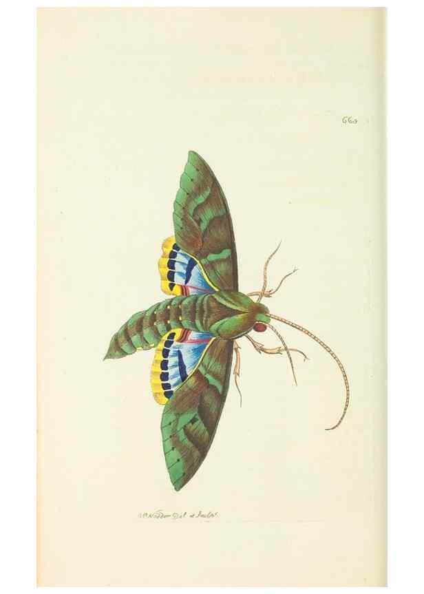 Reproducción/Reproduction 29318812216: The naturalist's miscellany, or Coloured figures of natural objects. London :Printed for Nodder & Co.,1789-1813