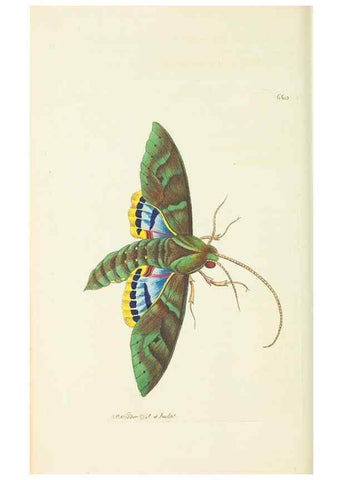 Reproducción/Reproduction 29318812216: The naturalist's miscellany, or Coloured figures of natural objects. London :Printed for Nodder & Co.,1789-1813