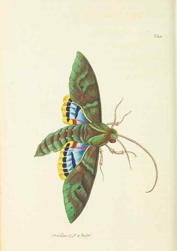 Reproducción/Reproduction 29318812216: The naturalist's miscellany, or Coloured figures of natural objects. London :Printed for Nodder & Co.,1789-1813