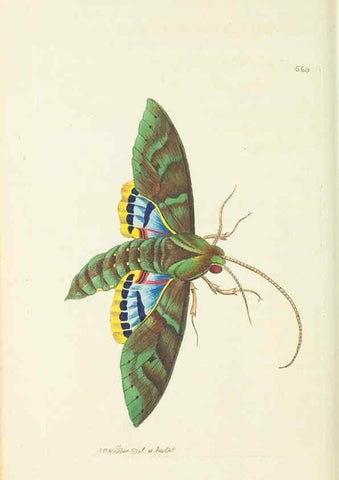 Reproducción/Reproduction 29318812216: The naturalist's miscellany, or Coloured figures of natural objects. London :Printed for Nodder & Co.,1789-1813