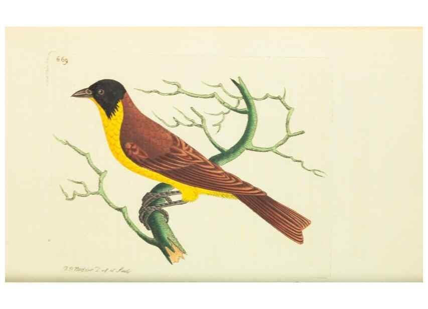 Reproducción/Reproduction 29352048675: The naturalist's miscellany, or Coloured figures of natural objects. London :Printed for Nodder & Co.,1789-1813