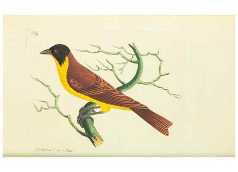 Reproducción/Reproduction 29352048675: The naturalist's miscellany, or Coloured figures of natural objects. London :Printed for Nodder & Co.,1789-1813