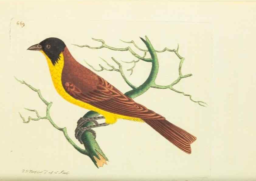 Reproducción/Reproduction 29352048675: The naturalist's miscellany, or Coloured figures of natural objects. London :Printed for Nodder & Co.,1789-1813