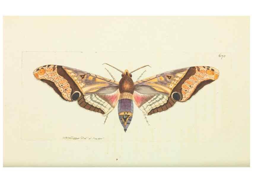 Reproducción/Reproduction 29064878060: The naturalist's miscellany, or Coloured figures of natural objects. London :Printed for Nodder & Co.,1789-1813